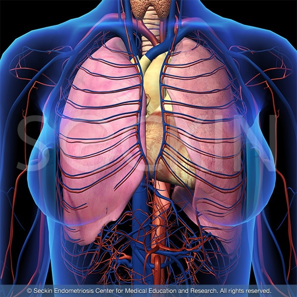 The thoracic cavity, or chest cavity as it is commonly known